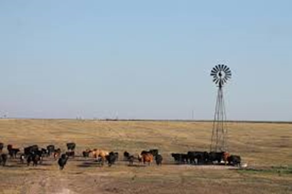 Higher Prices don’t always last long enough to pay for High-Priced Cattle