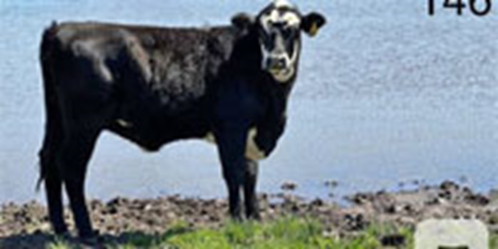 14 Angus Cross Rep. Heifers... N. Central TX