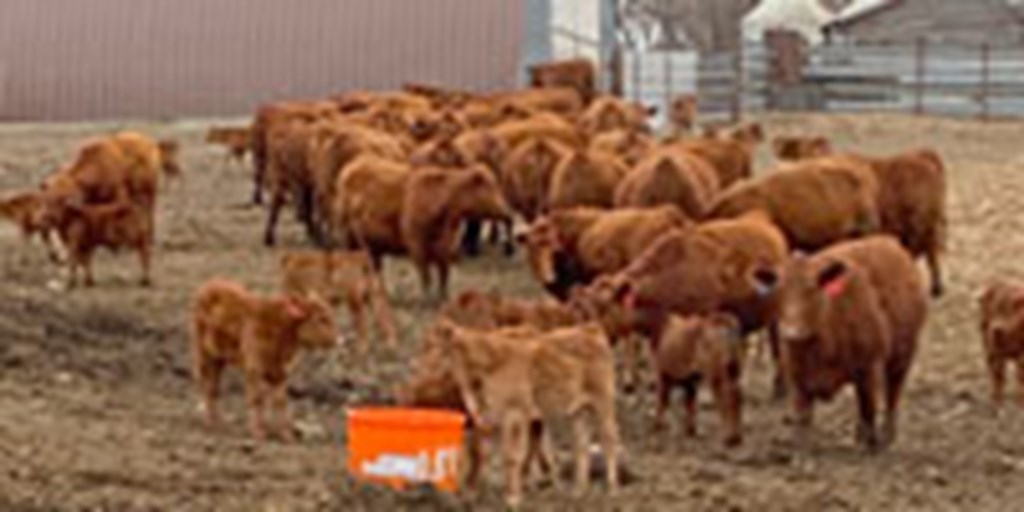 100 Red Angus 1st-Calf Pairs... N. Central SD