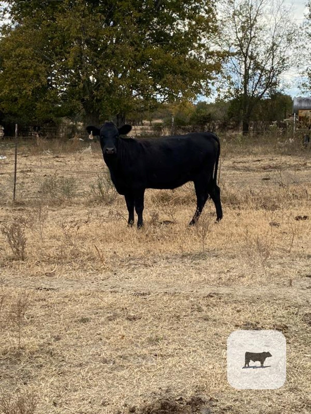 Cattle Range Listing Photo