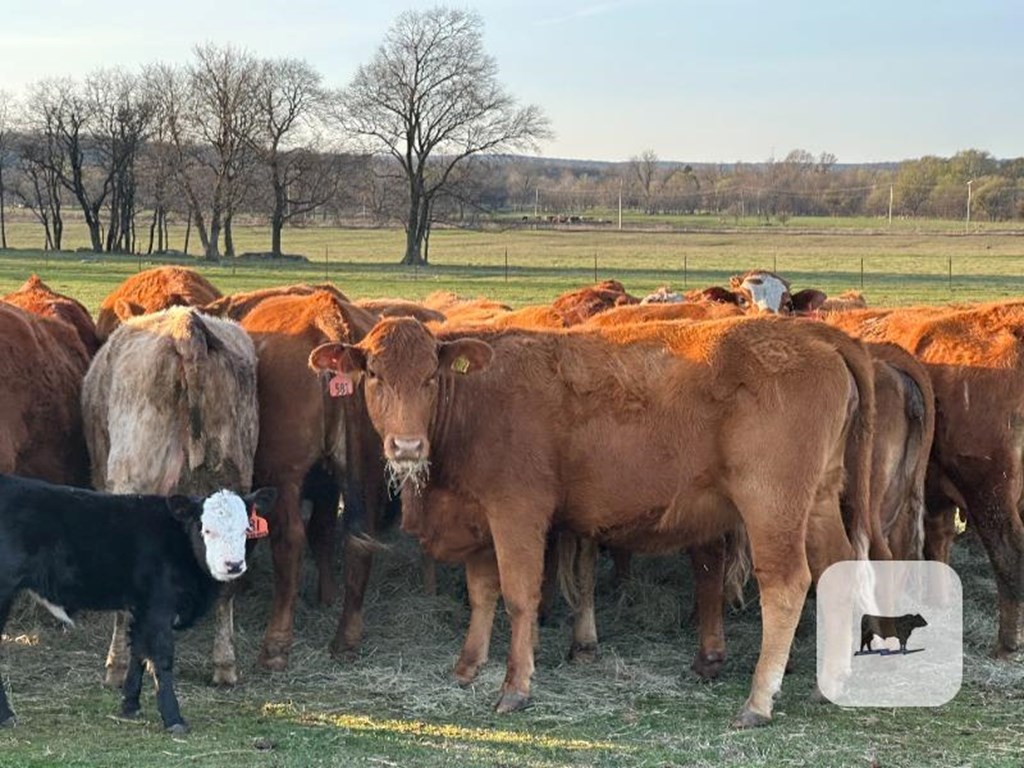 Cattle Range Listing Photo
