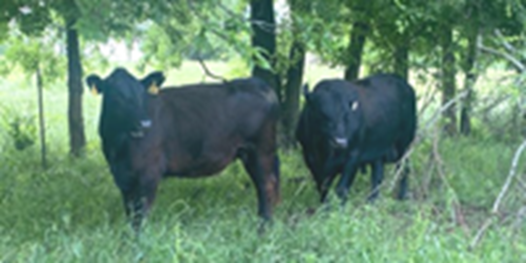120	Angus & Crossbred Cows w/ 50+ Calves... Northeast TX