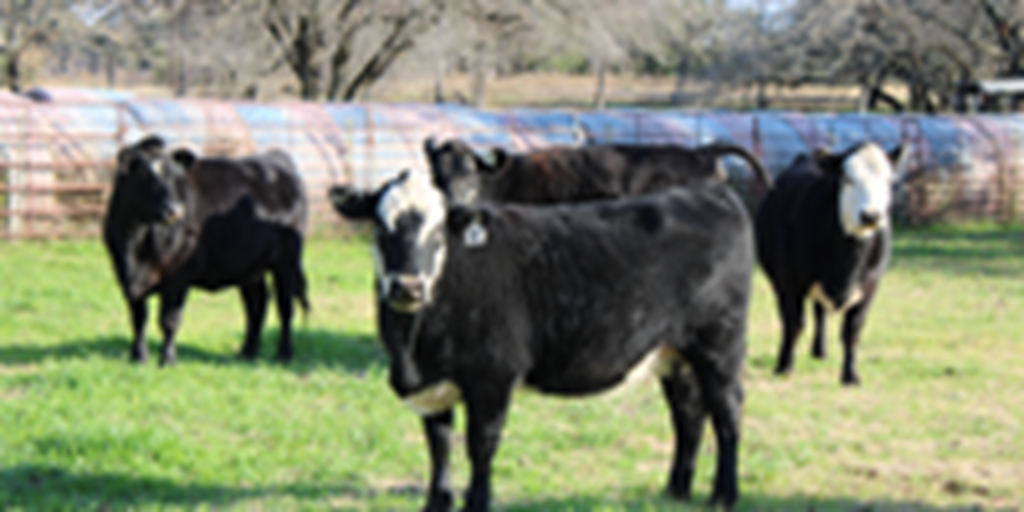 4 Angus/Hereford BMF Bred Heifers... Central TX