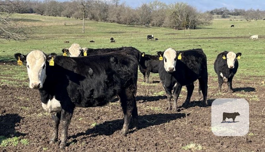 Cattle Range Listing Photo