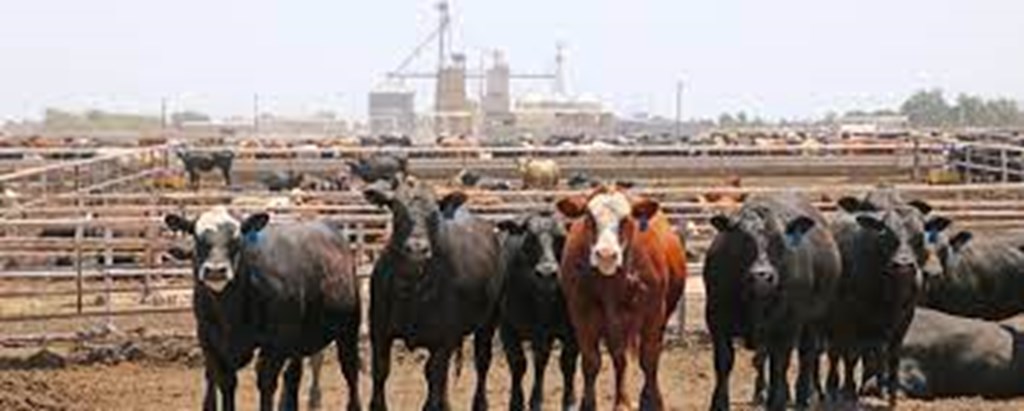 United States Cattle on Feed Up 1 Percent