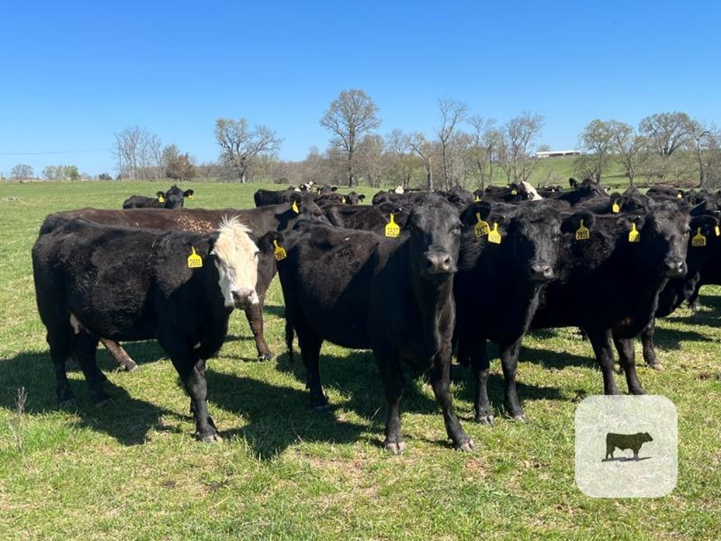 Cattle Range Listing Photo