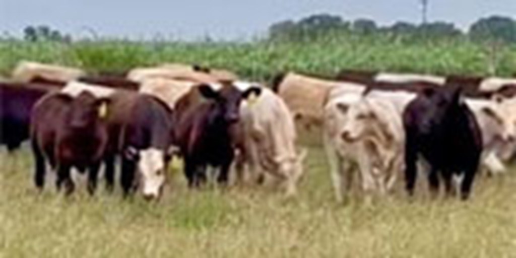 Listings Cattle Range