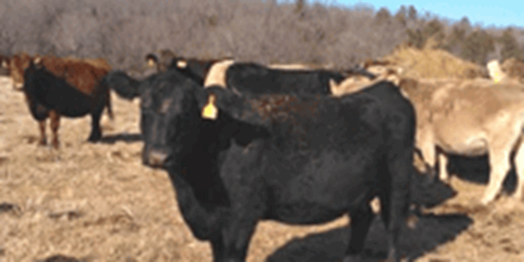 20 Crossbred Cows... Northeast AR