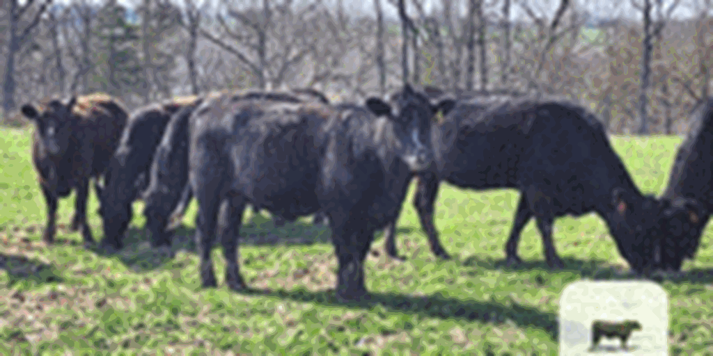 80 Angus Cross Cows... Central MO (1)