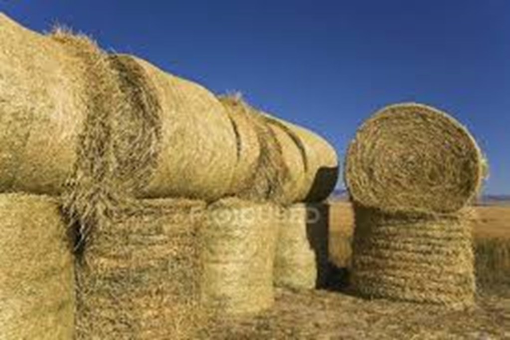 Hay Supplies Tight; Record Hay Prices