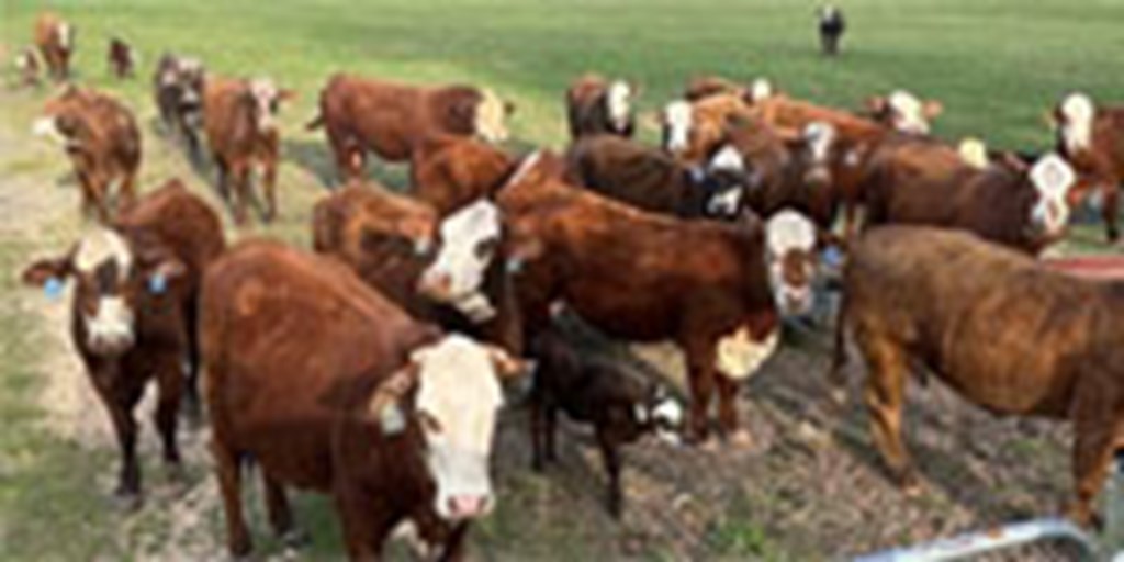 16 Braford & Tigerstripe Cows w/ 5 Calves... Western TN