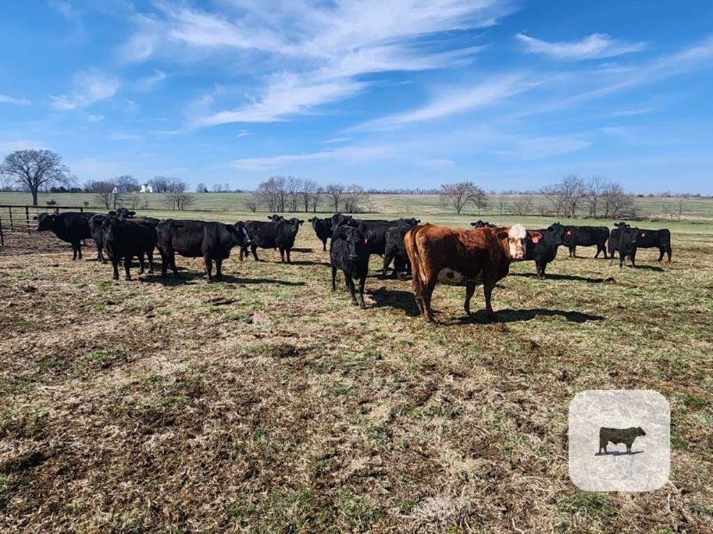 Cattle Range Listing Photo