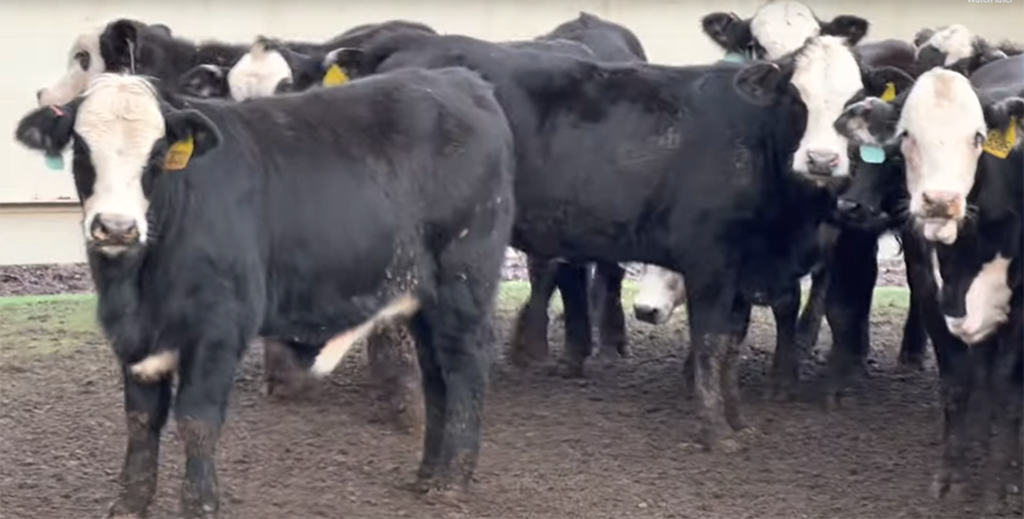 Cow Herd Liquidation: Larger share of Heifers are going into Feedlots
