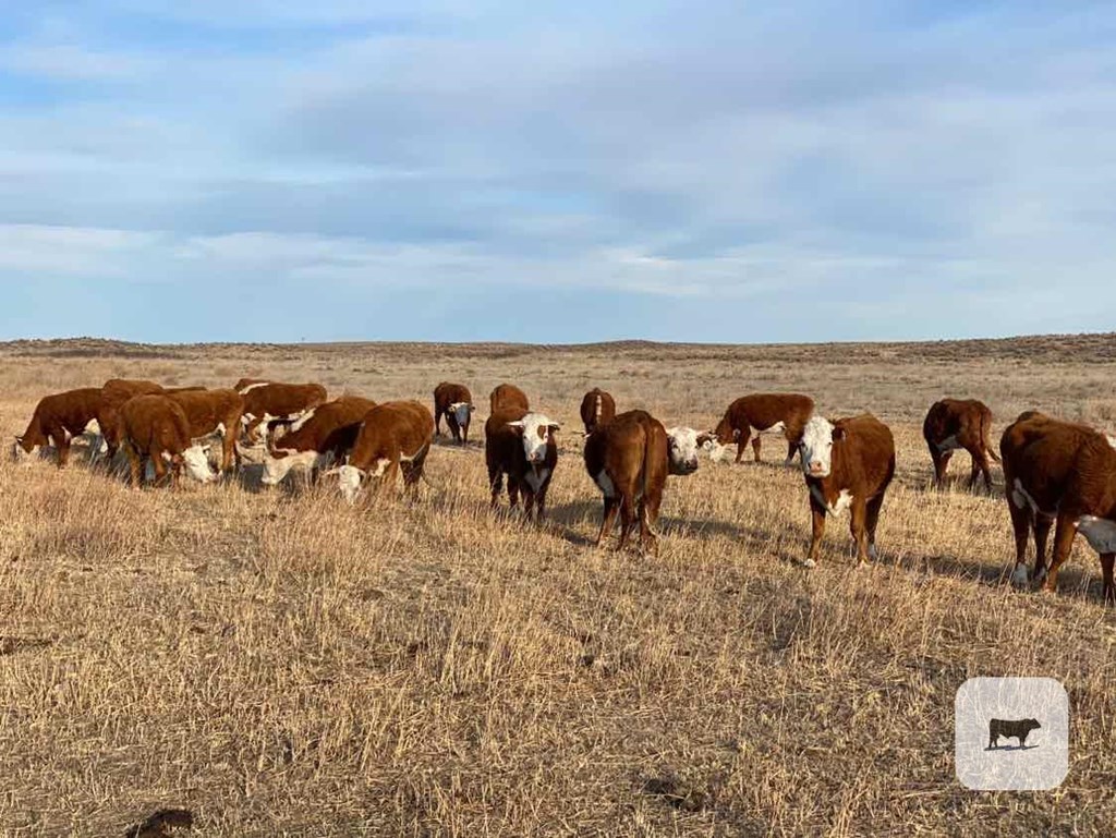 Cattle Range Listing Photo