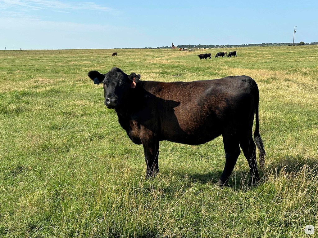 25 Angus, Red Angus, & Charolais Cross Bred Heifers... Northeast OK