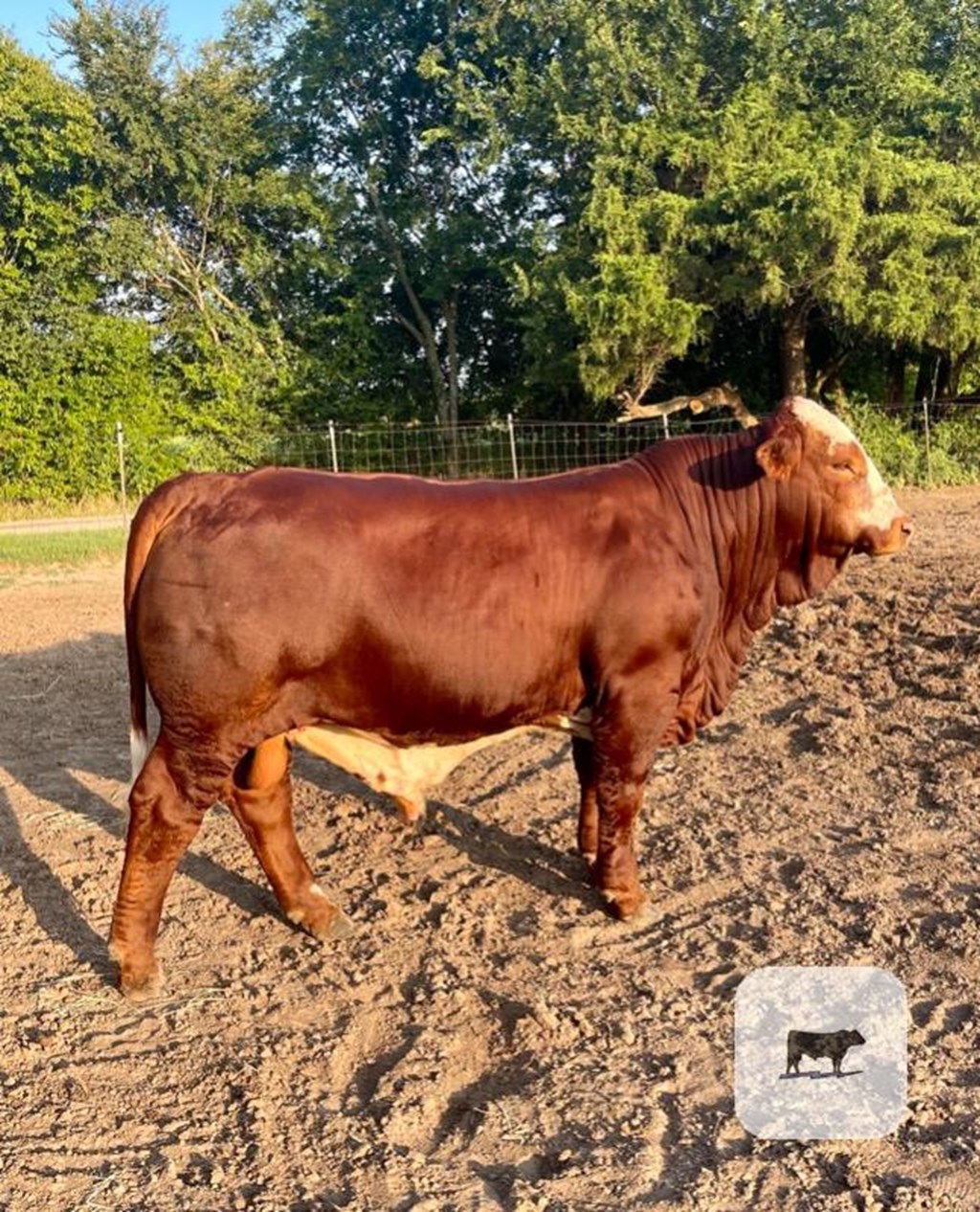 Cattle Range Listing Photo
