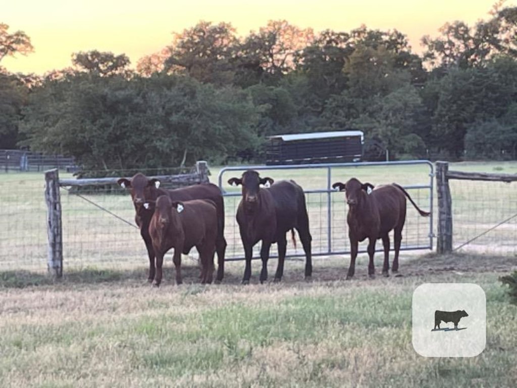 Cattle Range Listing Photo