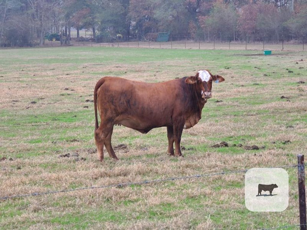 Cattle Range Listing Photo
