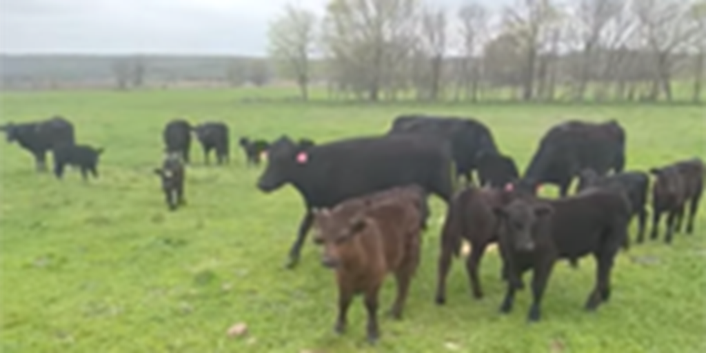 112	Angus Cows w/ 86+ Calves... E. Central OK