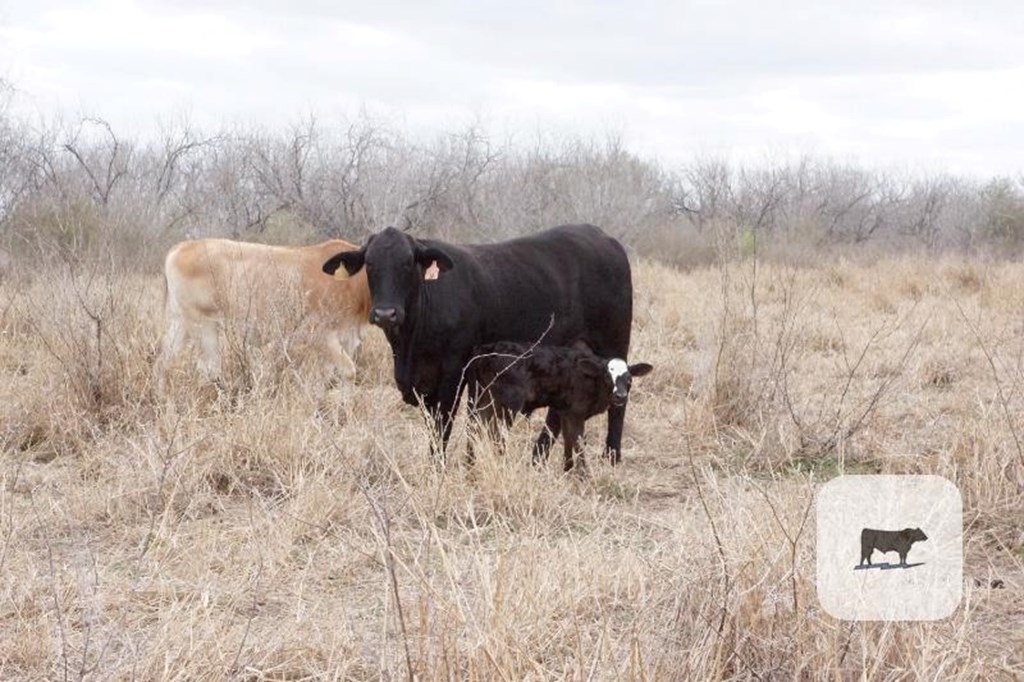 Cattle Range Listing Photo