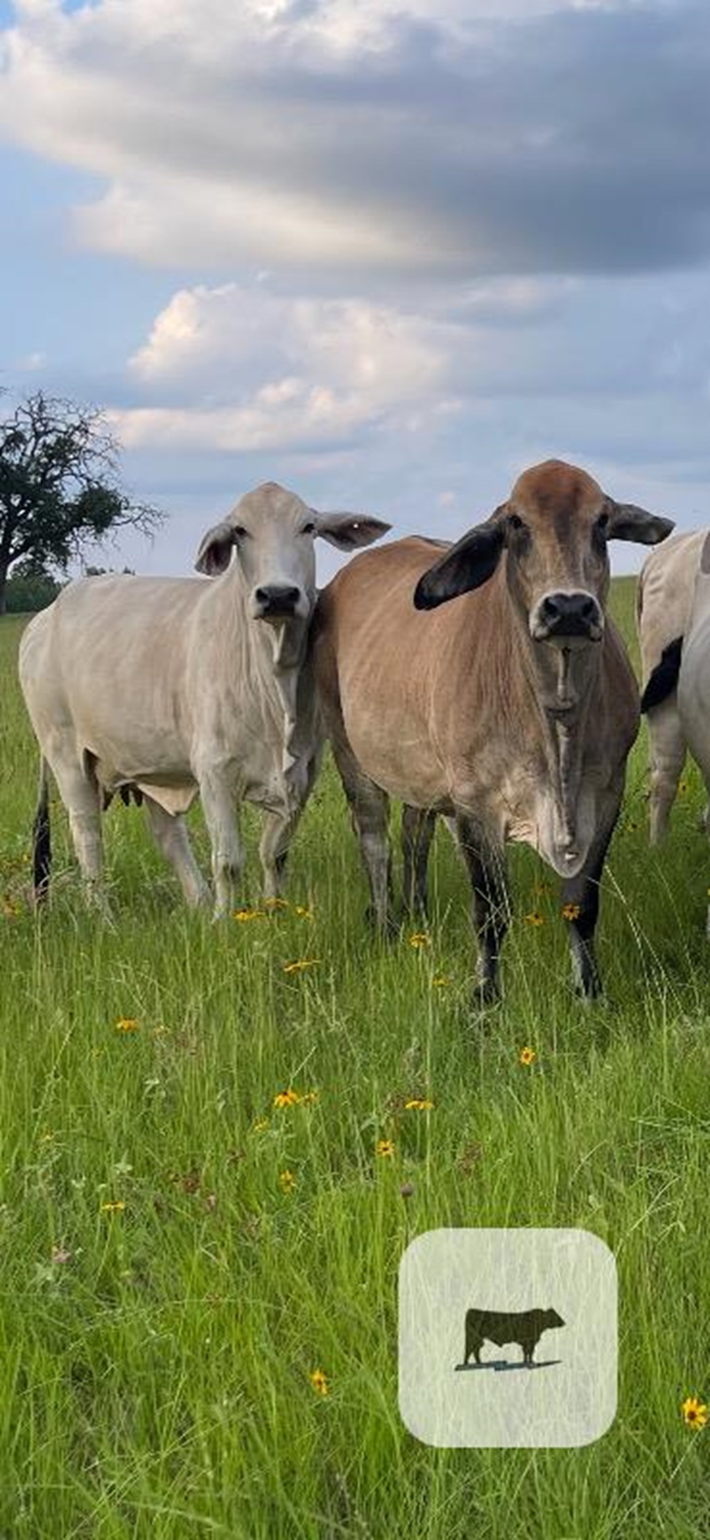 Cattle Range Listing Photo