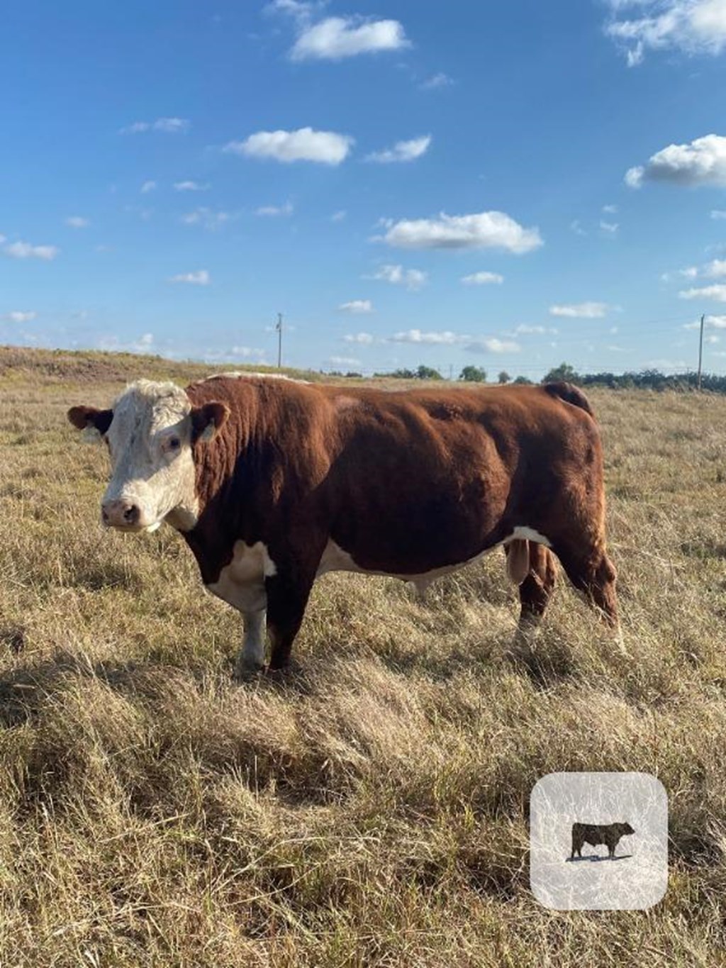 Cattle Range Listing Photo