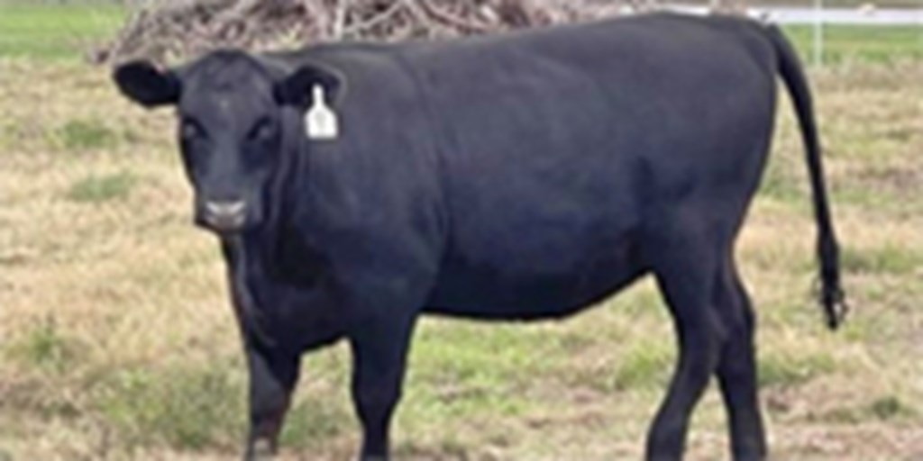2 Reg. Angus Rep. Heifers... Southeast TX