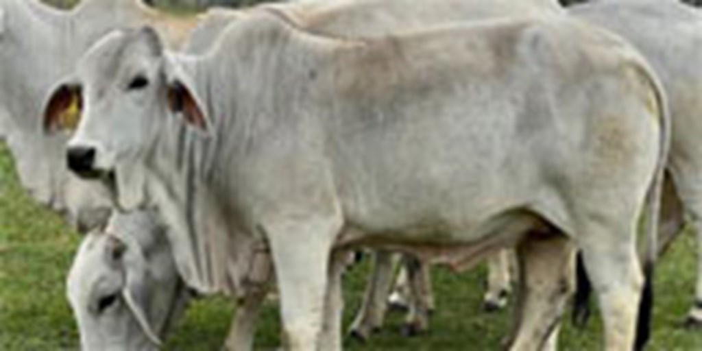 5 Brahman Bred Heifers... S. Central TX