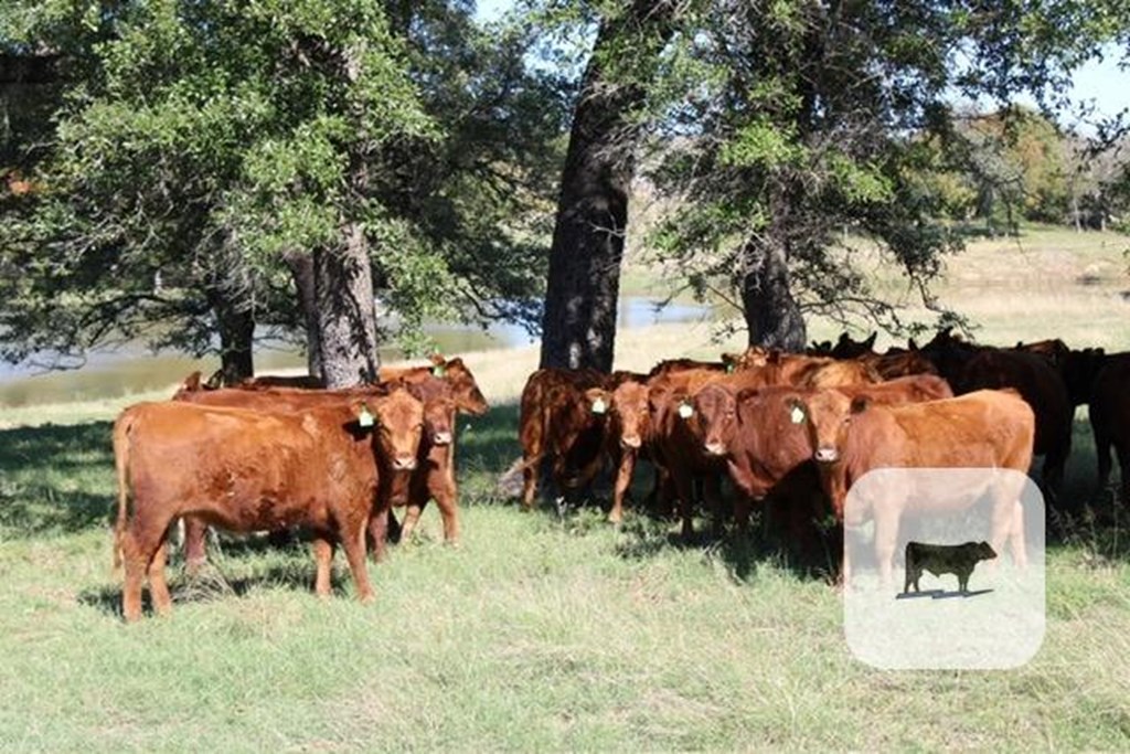 Cattle Range Listing Photo