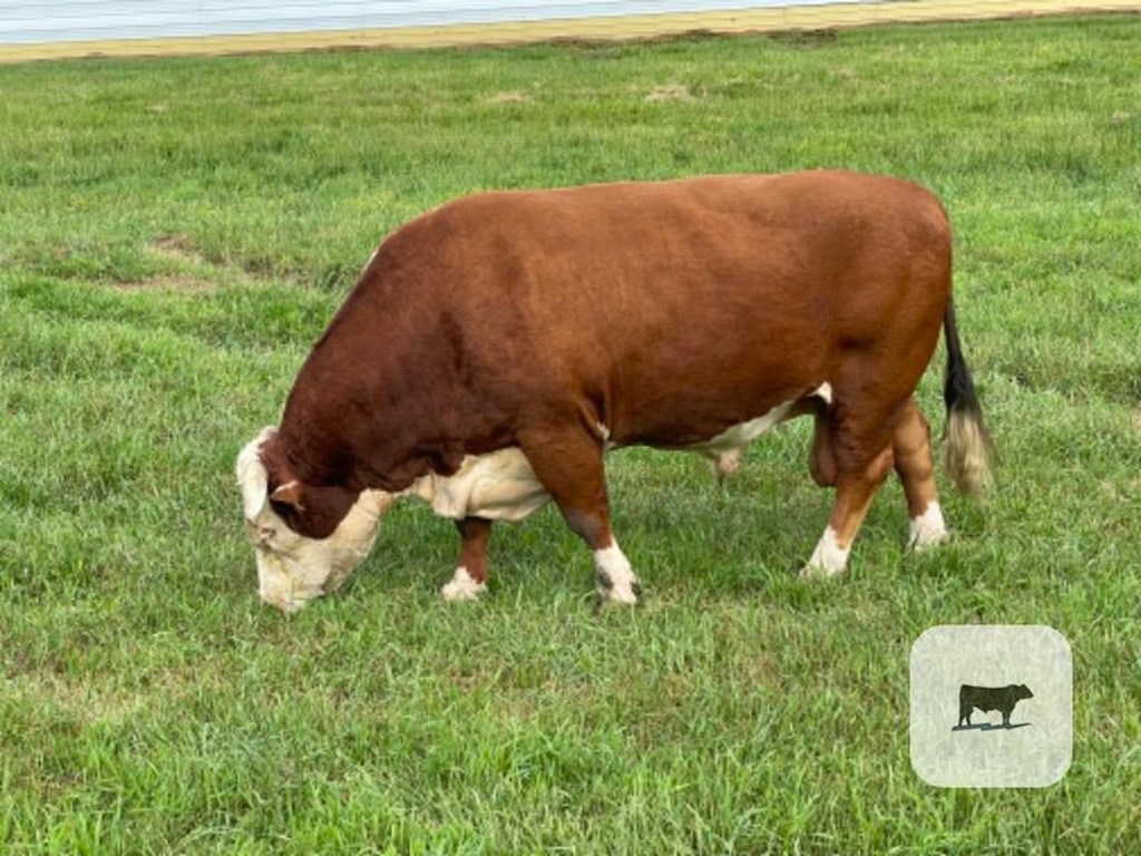 Cattle Range Listing Photo
