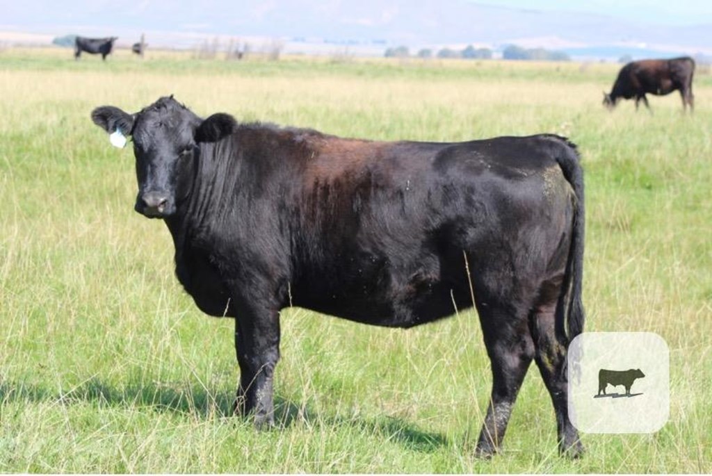 Cattle Range Listing Photo