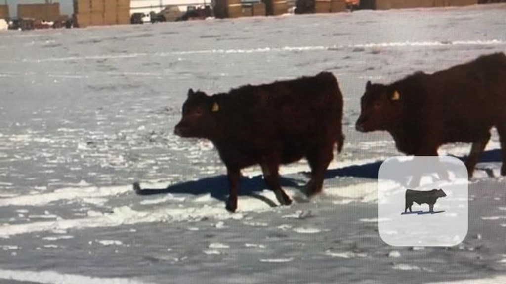 Cattle Range Listing Photo