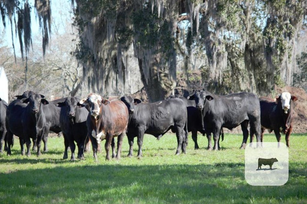Cattle Range Listing Photo