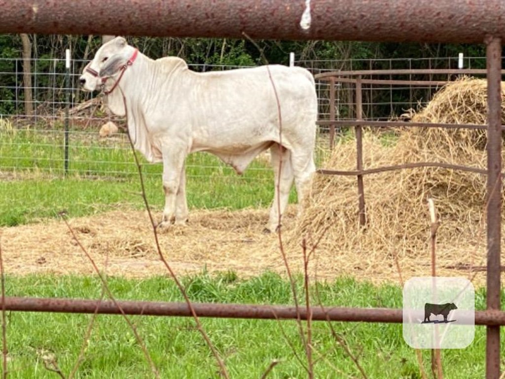 Cattle Range Listing Photo