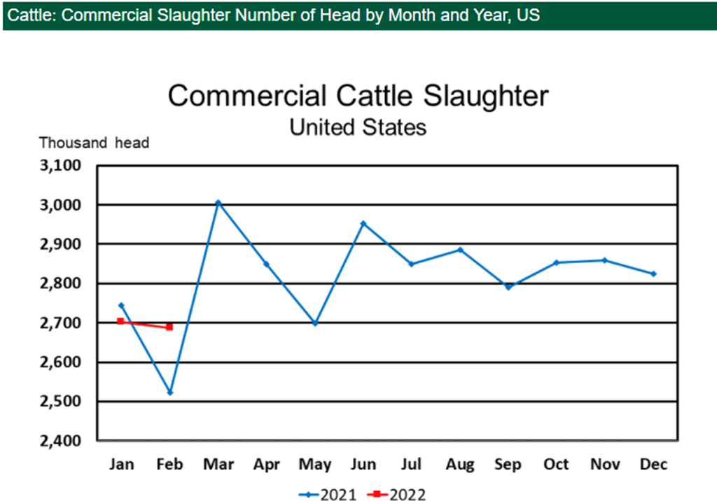 USDA Slaughter Report: Record High Beef Production in February