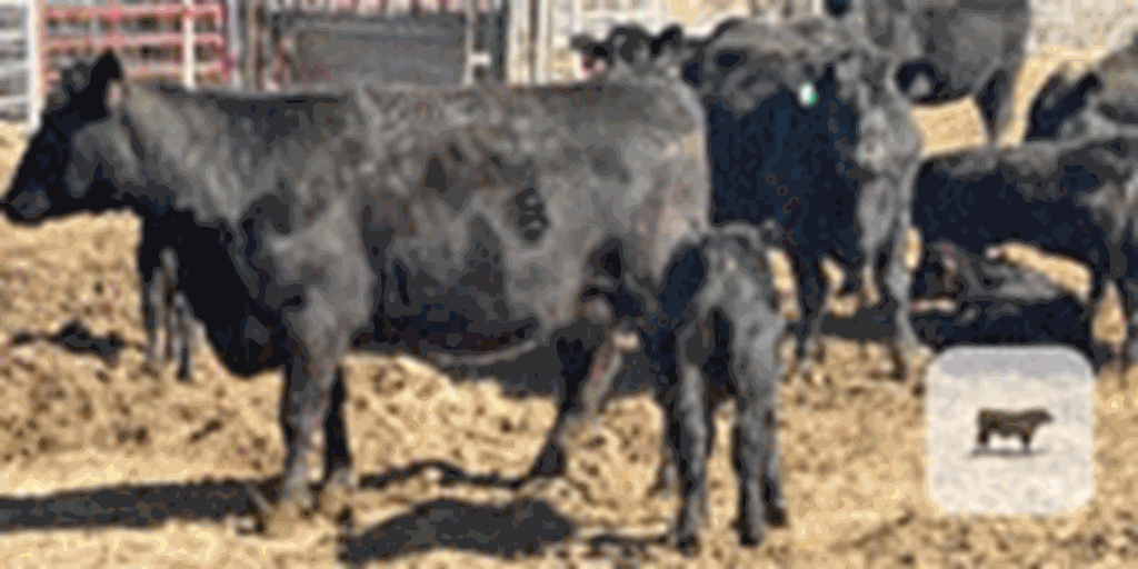 300 Angus 1st-Calf Pairs... Southwest KS