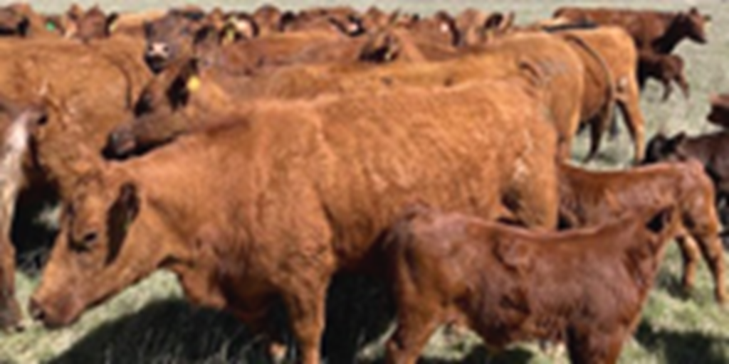 77 Red Angus Cows w/ 71+ Calves... TX Panhandle