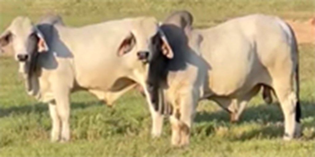 3 Reg. Brahman Bulls... East TX