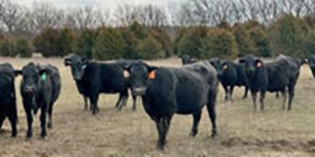 28 Angus Cross 2nd-Calf Pairs... Northeast OK ~ FD