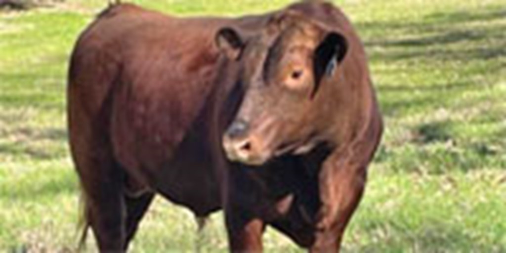 1 Reg. Red Angus Bull... East TX