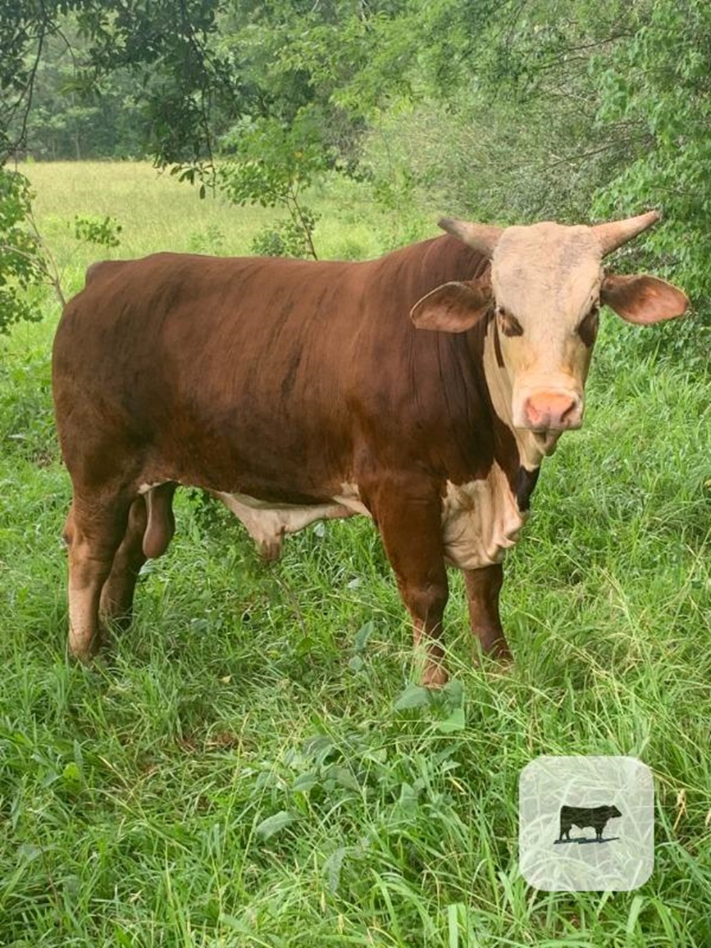 Cattle Range Listing Photo
