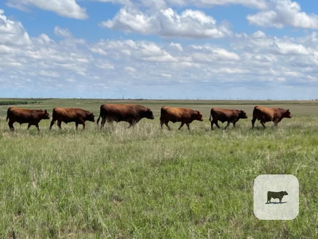 Cattle Range Listing Photo