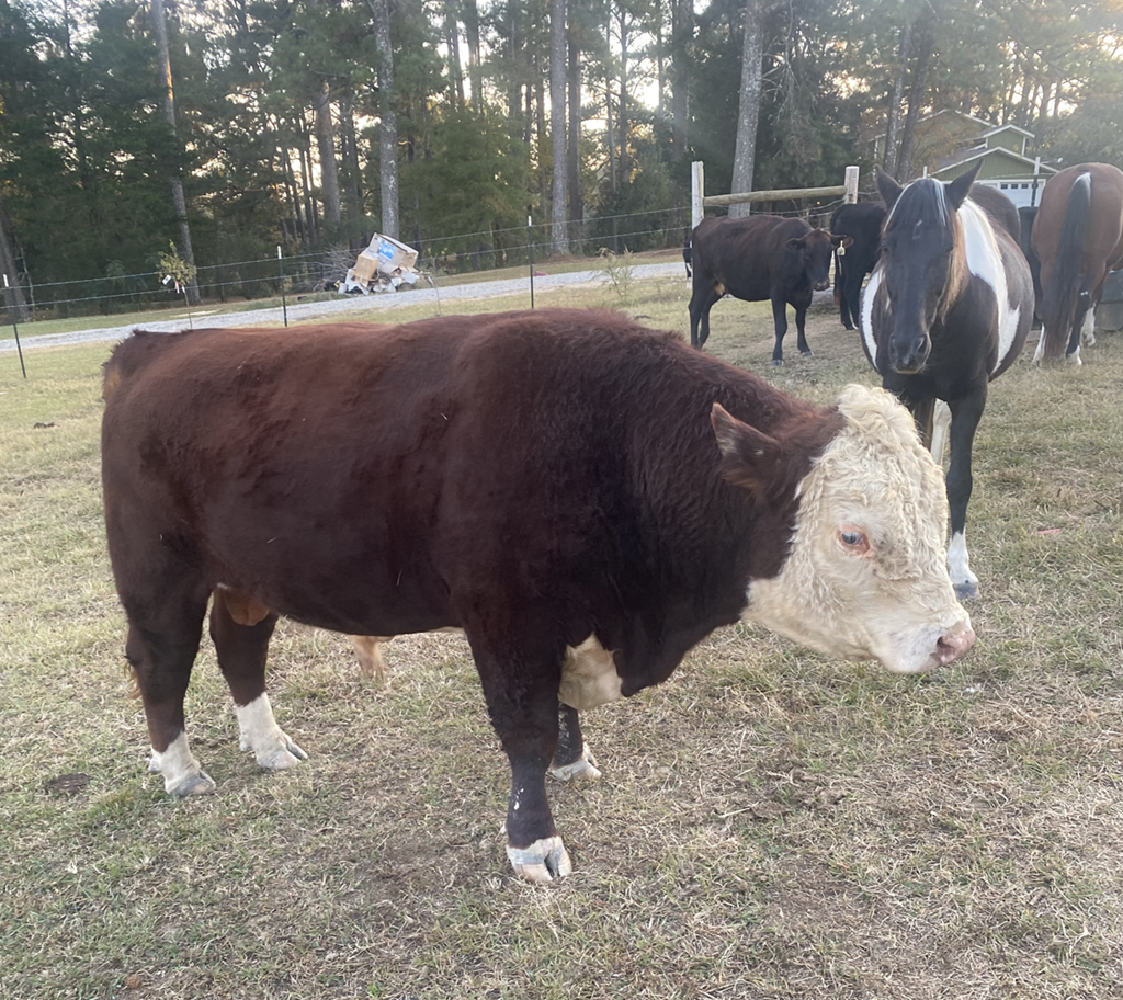 Cattle Range Listing Photo