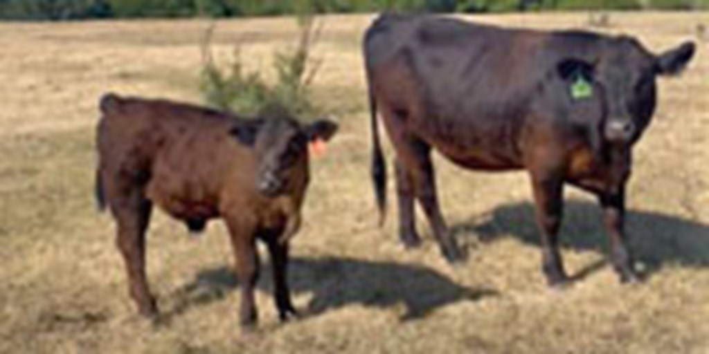 22 Brangus Cross Cows w/ 21+ Calves... Southwest OK