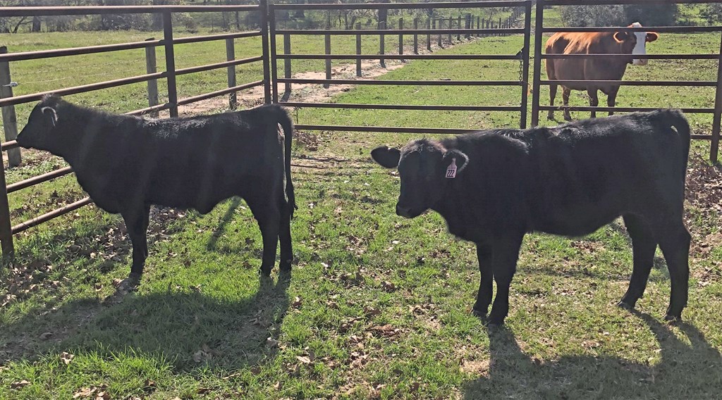Cattle Range Listing Photo