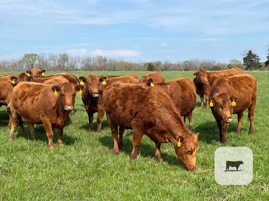 Cattle Range Listing Photo
