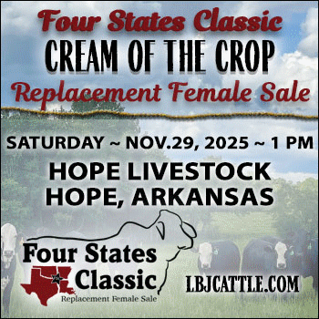 LBJ Cattle Marketing Cream of the Crop Fall Replacement Female Sale