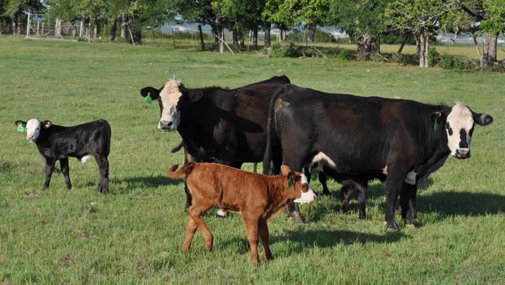 Cattle Range Listing Photo