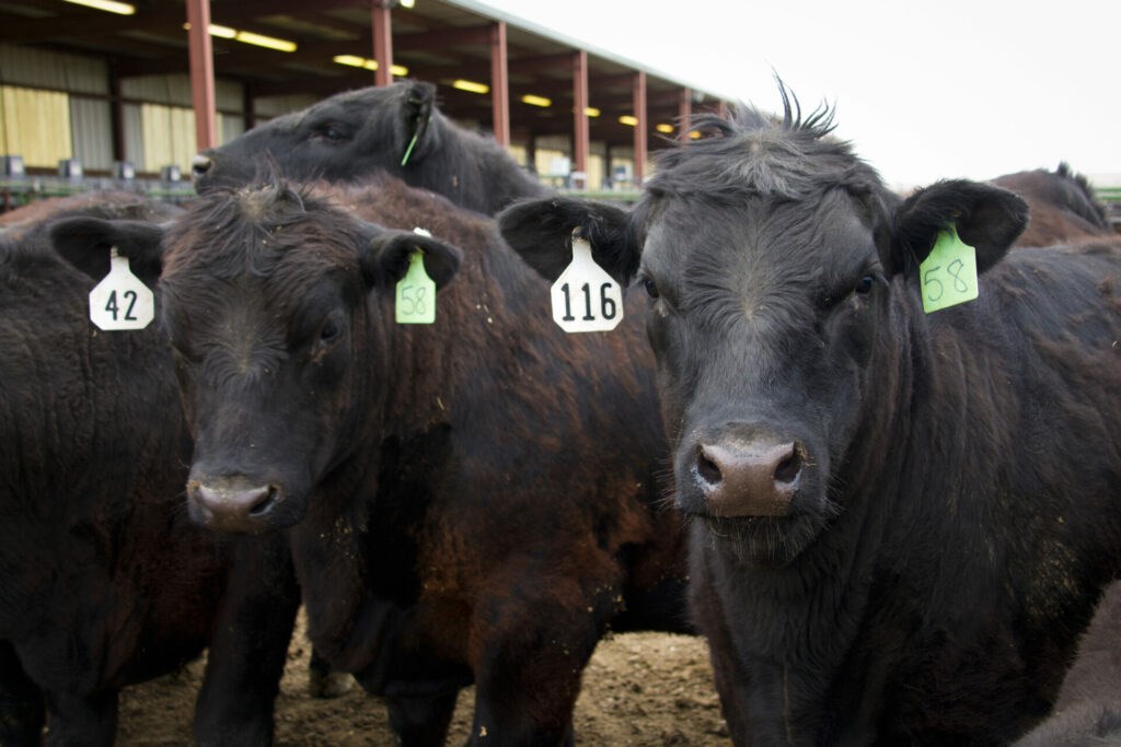 Emerging Data Quantifies the Value Beef/Dairy Crossbred Cattle Bring to US Beef Supply Chain