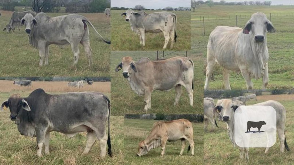 Cattle Range Listing Photo